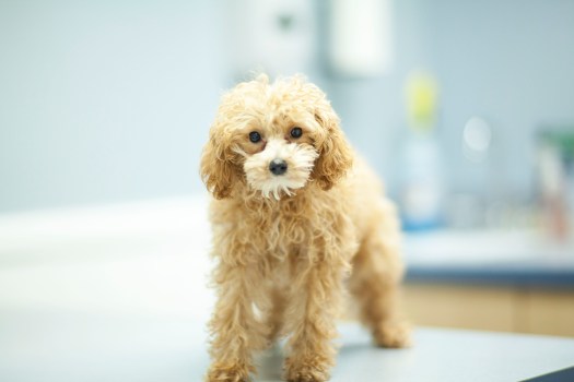 PUPPY BEFORE PIC.jpg