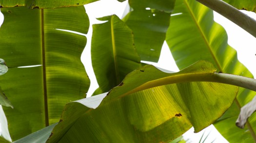 BANA LEAVES.jpg