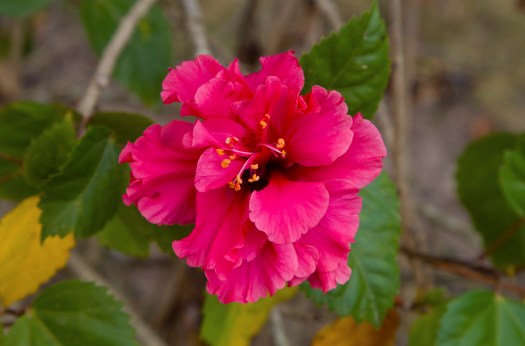 FLower South 2.jpg